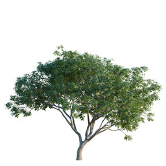 Obraz premium Albizia saman tree, corner view, cutout, isolate, transparent background, Detailed Green Tree Branch with Lush Foliage - Perfect for Natural Design Elements and Backgrounds