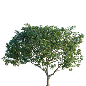 Albizia saman tree, corner view, cutout, isolate, transparent background, Detailed Tree Branch with Lush Green Foliage - Perfect for Nature Compositions and Design Elements