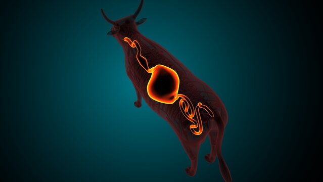 Lumber part of a cow. 3d illustrations