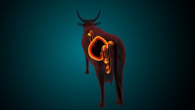 Lumber part of a cow. 3d illustrations