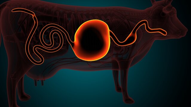 Lumber part of a cow. 3d illustrations