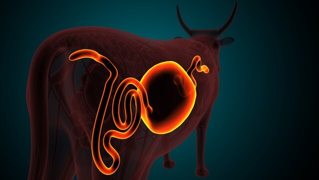 Lumber part of a cow. 3d illustrations