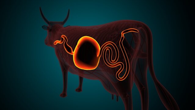 Lumber part of a cow. 3d illustrations