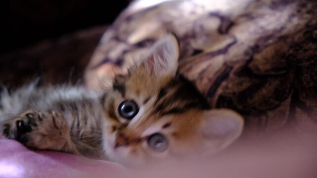 Tiny one-month-old kitten with striking blue eyes is nestled comfortably on a soft bed. Morning sunlight bathing kitten in a warm glow. Warmth, innocence, tranquility. Beloved pet, small friend