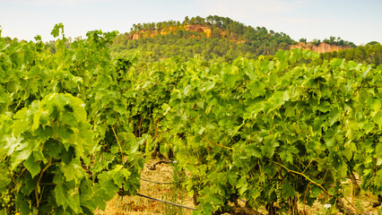 Obraz premium Vineyards and Roussillon on horizon. Vaucluse department of the Provence-Alpes-Cote d'Azur in France.