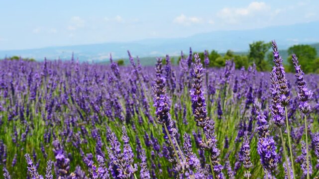 Lavender flowers on field. Dolly shot
