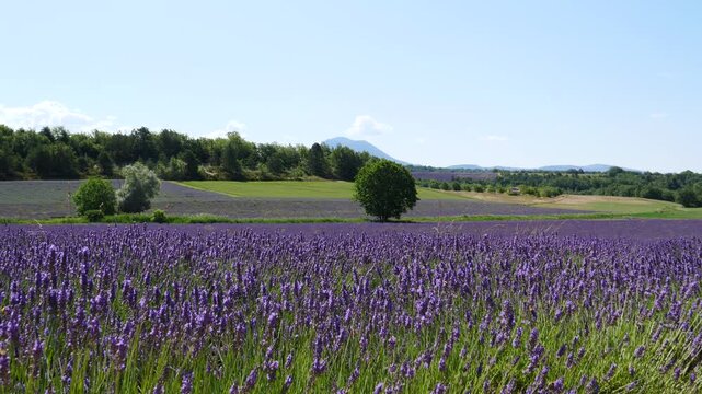 Summer landscape with lavender fields, France
