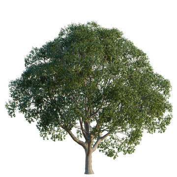 Cinnamomum camphora tree, elevation, front view, cutout, transparent background, isolate, Detailed Deciduous Tree with Lush Green Foliage on Black Background - Perfect for Nature Scenes