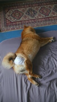 Top view calm shiba inu dog wearing protective adhesive patch covering surgical wound on leg, sleeping soundly on comfy bed after operation. Shiba inu sleeping, protective patch on leg after surgery
