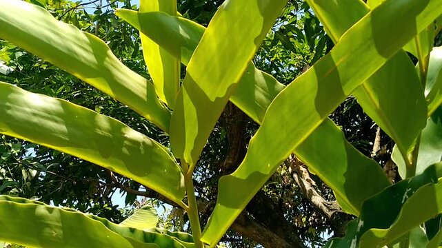 Fresh Alpinia galanga rhizome root harvested from an organic farm