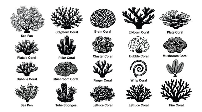 Black and white coral reef 20 types of coral and sea sponges illustrated marine life ocean underwater