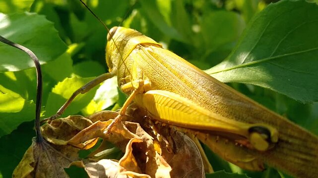 Exotic Valanga nigricornis insect perched on a green plant in the wild