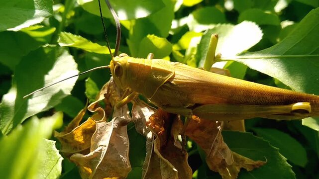 Macro view of Javanese grasshopper Valanga nigricornis sitting on a branch