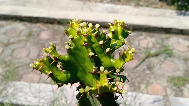 Unique crest shape of green Euphorbia lactea cristata succulent plant