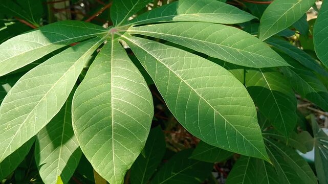 Fresh Manihot esculenta cassava plants growing in a rural agricultural farm