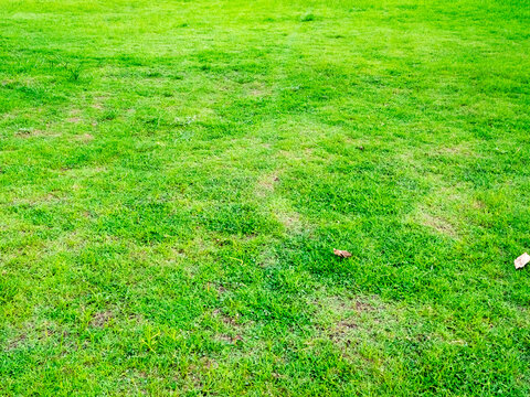Green grass texture lawn garden nature background, abstract field park goft view, fresh grassy meadow spring or summer, ecosystem environment concept.