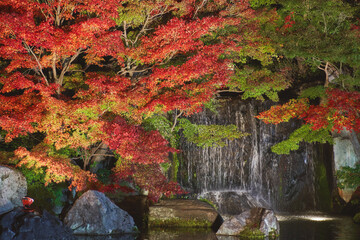 Autumn leaves and waterfall of Japanese garden at night, Kokoen garden (Koko-en), Kobe city, Hyogo, Japan. © YUSHENG HSU
