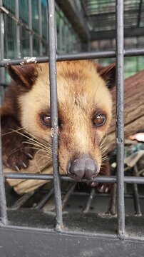 Brown Civet Resting Inside a Cage at a Wildlife Conservation Facility