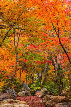 日本の風景・秋　京都　嵯峨嵐山　紅葉の宝筐院
