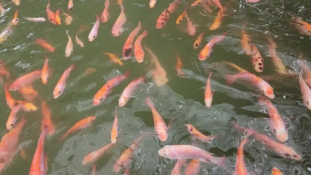 Small goldfish gather near the water surface as they eagerly feed, creating lively movement and gentle ripples.