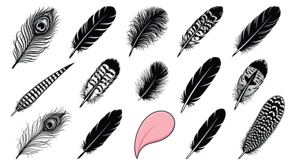 Collection of black and white feathers, one pink feather, on white background, black feathers feather collection © Graphic Shops