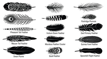 Various bird feathers, labeled of 14 different types pheasant tail feather macaw tail feather © Graphic Shops