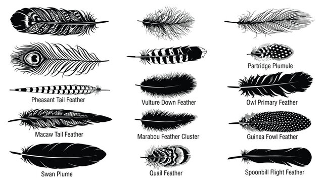 Various bird feathers, labeled of 14 different types pheasant tail feather macaw tail feather