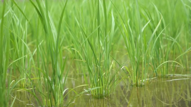 Young Green Rice Plants Swaying in the Wind in June, Niihama, Ehime, Japan