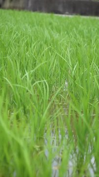 Young Green Rice Plants Swaying in the Wind in June, Niihama, Ehime, Japan