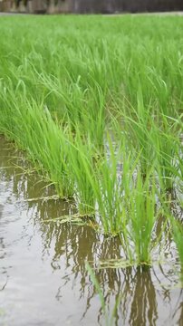Young Green Rice Plants Swaying in the Wind in June, Niihama, Ehime, Japan