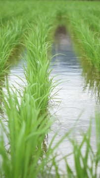 Young Green Rice Plants Swaying in the Wind in June, Niihama, Ehime, Japan