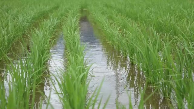 Young Green Rice Plants Swaying in the Wind in June, Niihama, Ehime, Japan