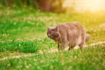 Fototapeta premium Gray cat exploring the garden