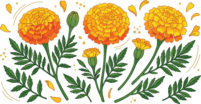Set of detailed marigold flower vector illustrations featuring blooming orange and yellow tags buds green leaves and falling petals