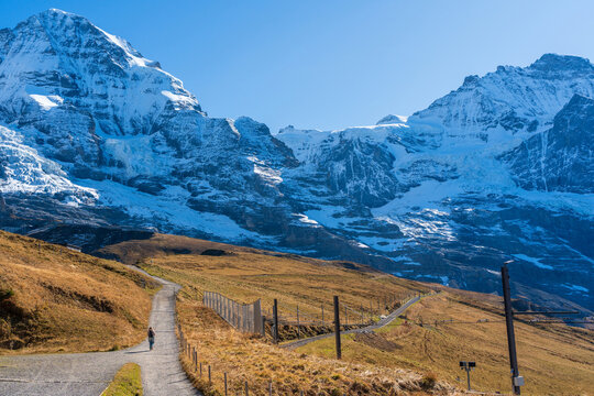 Alpine hiking trail through golden autumn meadow towards Jungfrau and Silberhorn. Kleine scheidegg, Switzerland.