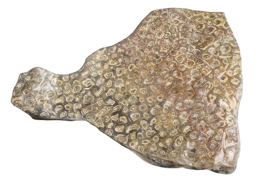 specimen of mineral from geological collection - polished fossilized colonial coral stromatolite rock isolated on white background from Indonesia