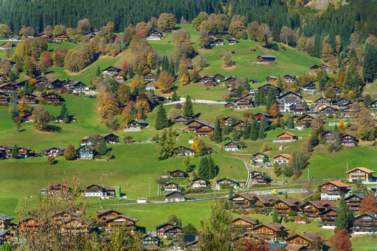 Traditional Grindelwald chalets dotted on green autumn hillside meadows.