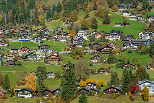 Traditional Grindelwald chalets dotted on green autumn hillside meadows.