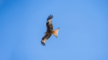 Obraz premium Red Kite (Milvus milvus) soaring in the sky