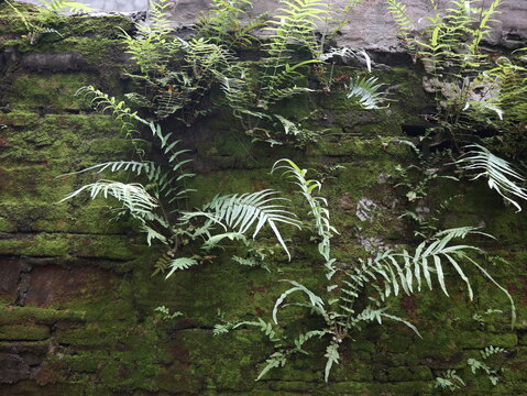 Chinese brake fern (Pteris vittata) growing wild on a moss-covered brick wall during the rainy season, creating a lush tropical green background with natural textures.