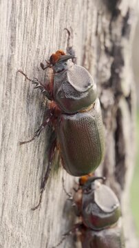 Coconut beetles from the subfamily dynastinae on a palm tree in a plantation, a pest in agriculture, in indonesia, southeast asia, close-up