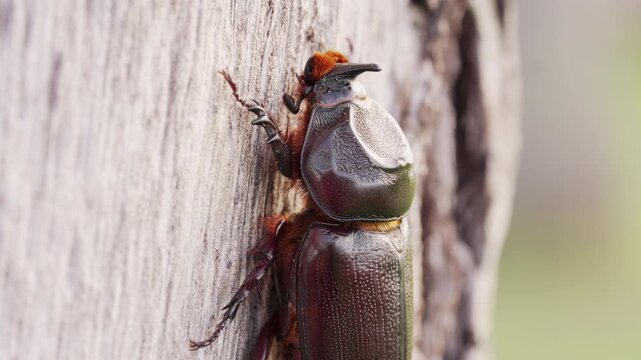 Oryctes rhinoceros also known as coconut rhinoceros beetle, dynastinae, on a coconut palm tree in a plantation in indonesia, southeast asia, macro close-up shot