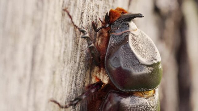 Coconut rhinoceros beetle insect from the dynastinae family, a pest in palm tree plantation in indonesia, southeast asia, extreme close-up, macro shot, female animal, horned