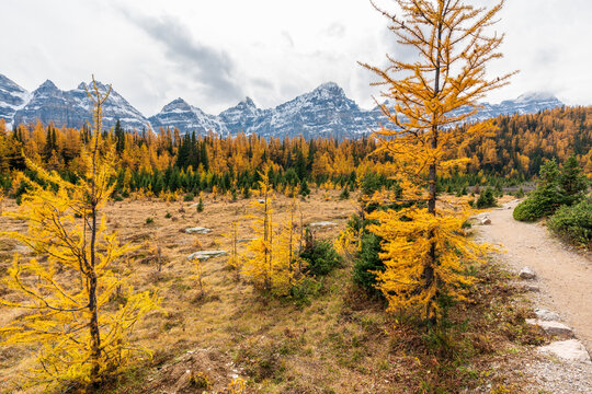 Larch Valley hiking trail. Banff National Park, Canadian Rockies, Alberta, Canada. Golden yellow larch forest in Fall season. Valley of the Ten Peaks in the background.