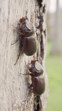 Oryctes rhinoceros beetles on a coconut palm tree plantation, indonesia, southeast asia, close-up