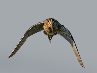 Common snipe (Gallinago gallinago) © dennisjacobsen
