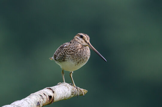 Common snipe (Gallinago gallinago)