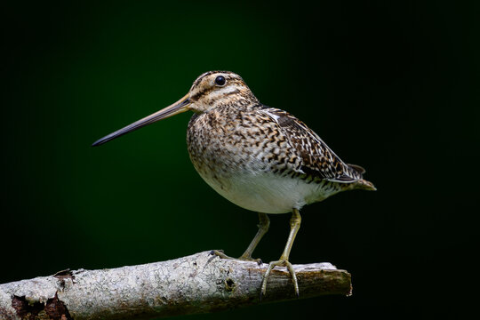 Common snipe (Gallinago gallinago)