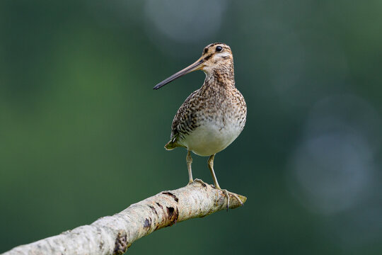 Common snipe (Gallinago gallinago)