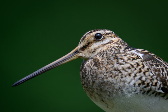 Common snipe (Gallinago gallinago)
